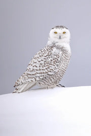 Harfang des neiges 066 Jean-Simon Bégin - Photographe Animalier et Artiste Peintre