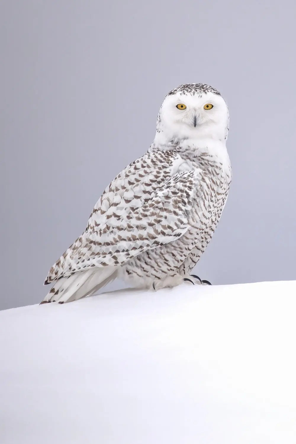 Harfang des neiges 066 Jean-Simon Bégin - Photographe Animalier et Artiste Peintre