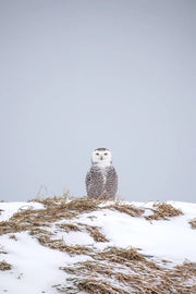 Harfang des neiges 067 Jean-Simon Bégin - Photographe Animalier et Artiste Peintre