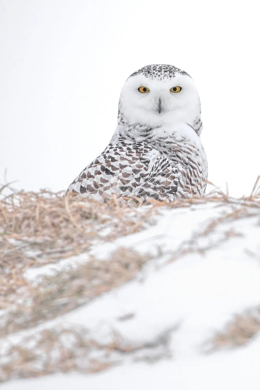 Harfang des neiges 068 Jean-Simon Bégin - Photographe Animalier et Artiste Peintre