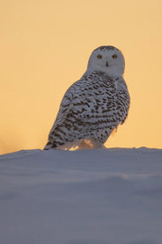 Harfang des neiges 070 Jean-Simon Bégin - Photographe Animalier et Artiste Peintre
