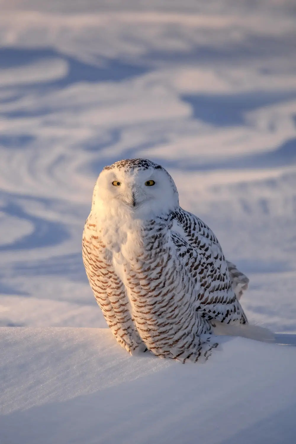 Harfang des neiges 071 Jean-Simon Bégin - Photographe Animalier et Artiste Peintre