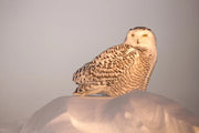 Harfang des neiges 072 Jean-Simon Bégin - Photographe Animalier et Artiste Peintre