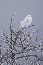 Harfang des neiges 075 Jean-Simon Bégin - Photographe Animalier et Artiste Peintre