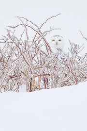 Harfang des neiges 076 Jean-Simon Bégin - Photographe Animalier et Artiste Peintre