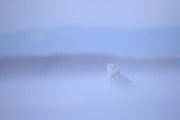 Harfang des neiges 077 Jean-Simon Bégin - Photographe Animalier et Artiste Peintre