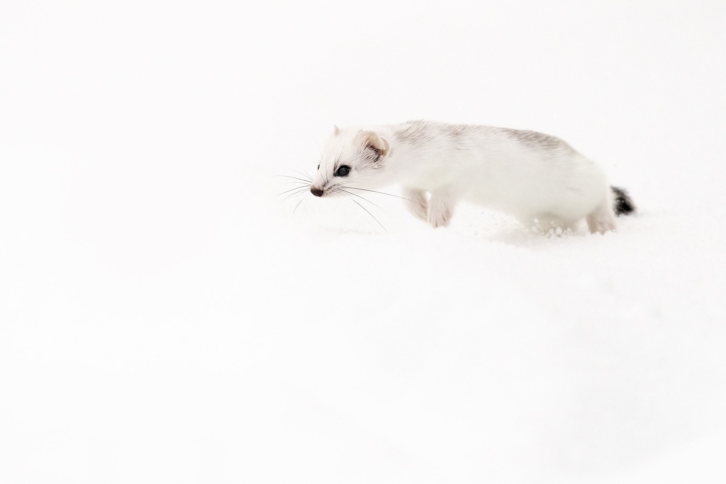 Hermine 019