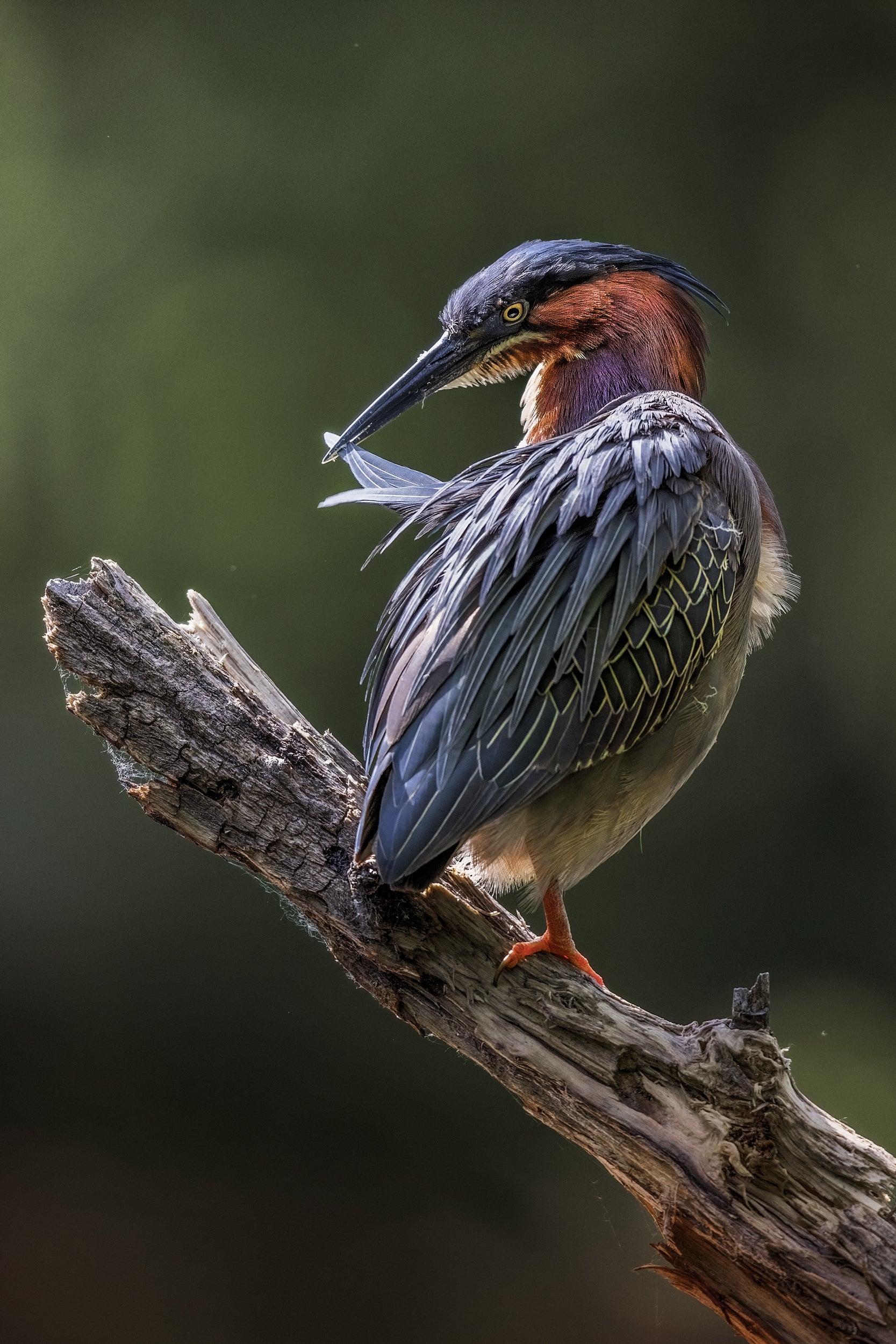 Heron Vert 01