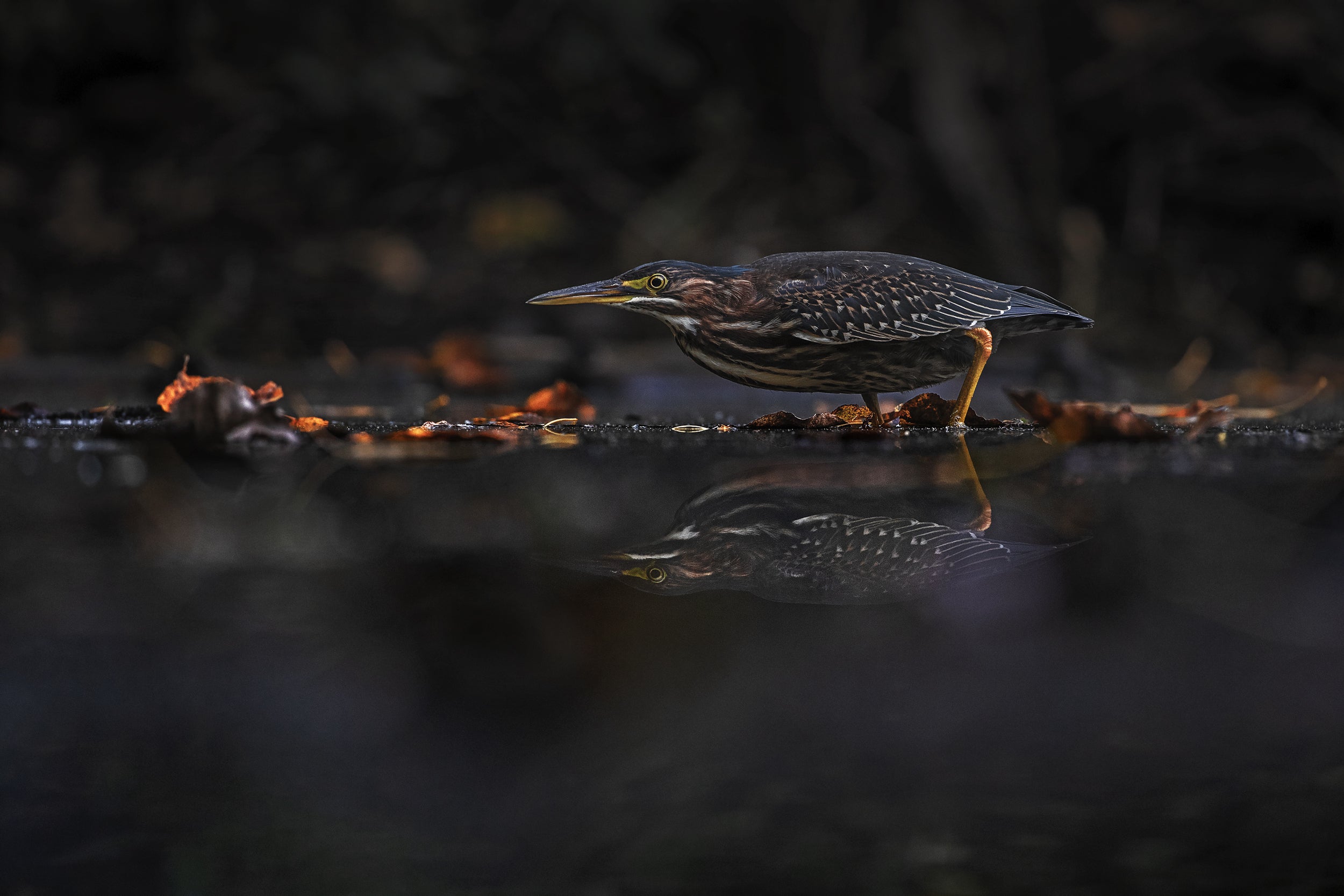 Heron Vert 02
