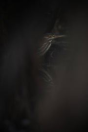 Heron Vert 04