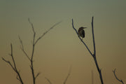 Heron Vert 05