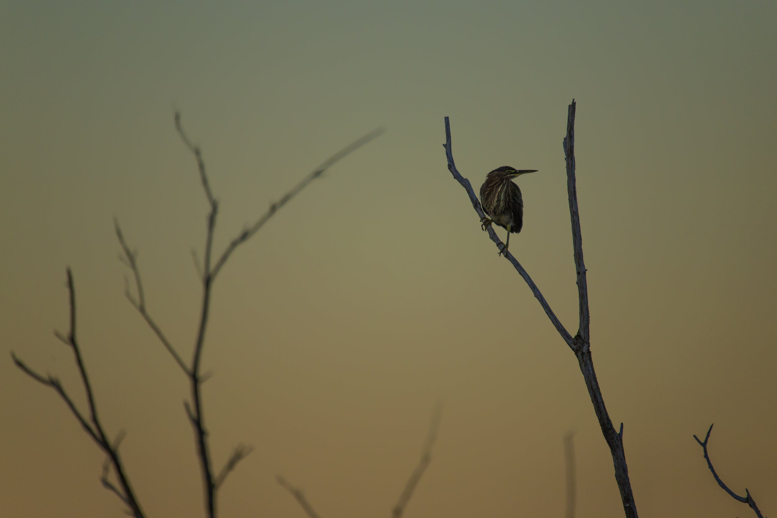 Heron Vert 05