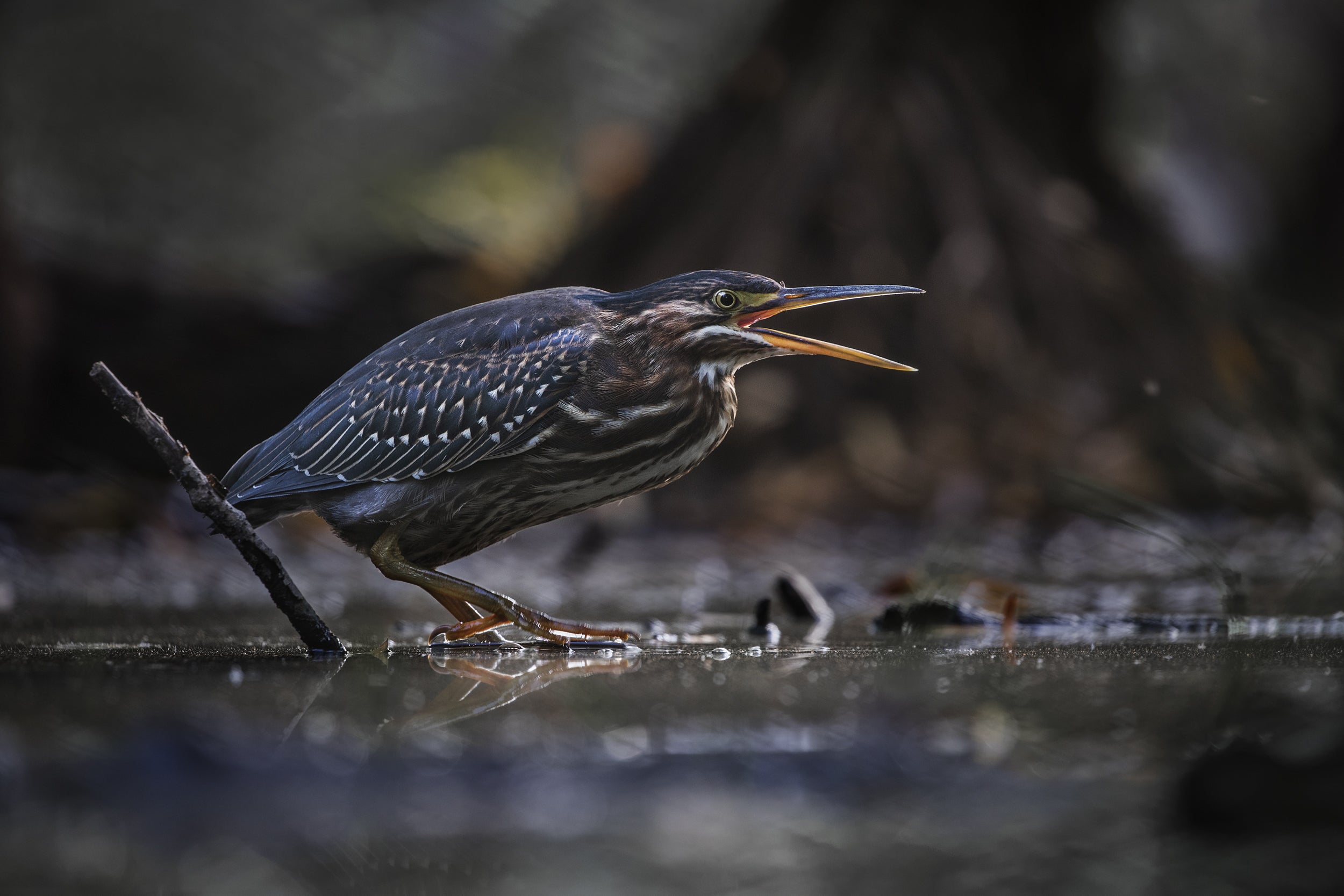 Heron Vert 06