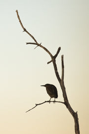Heron Vert 07