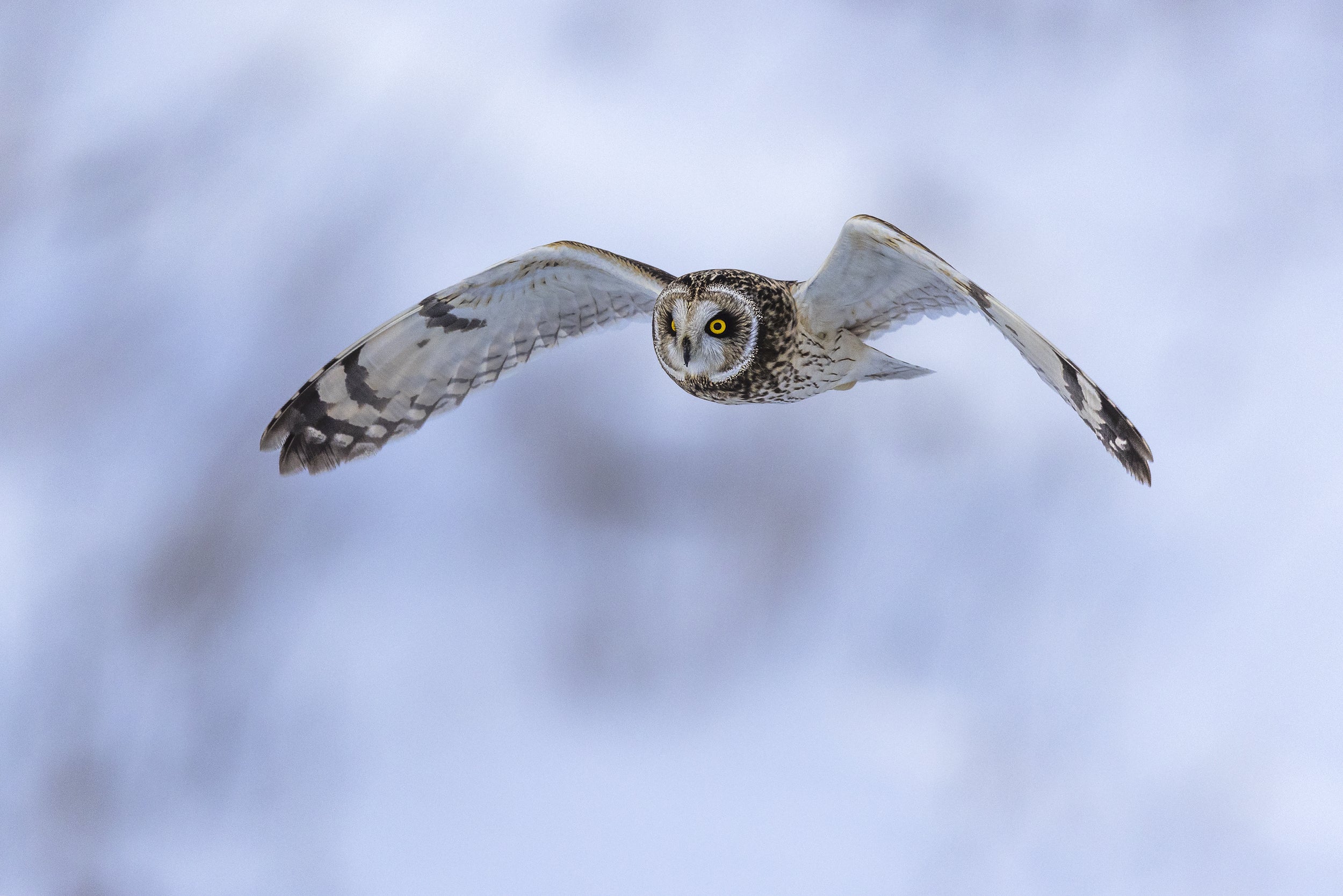 Short-eared Owl 010