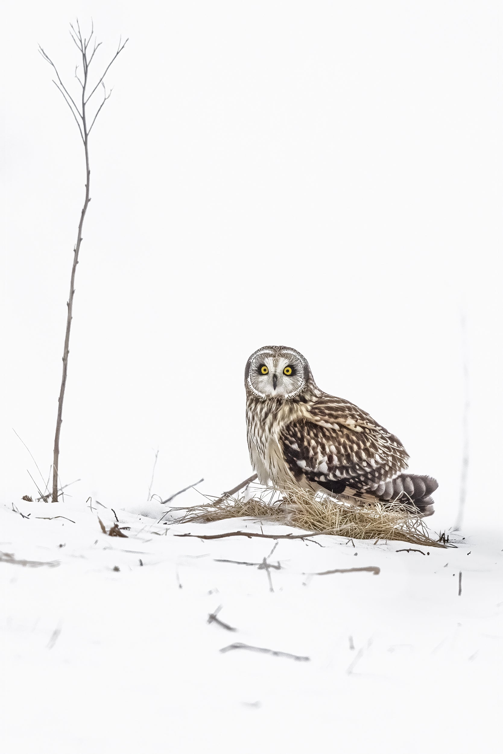 Short-eared Owl 012