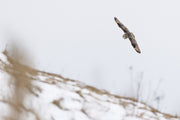 Short-eared Owl 015
