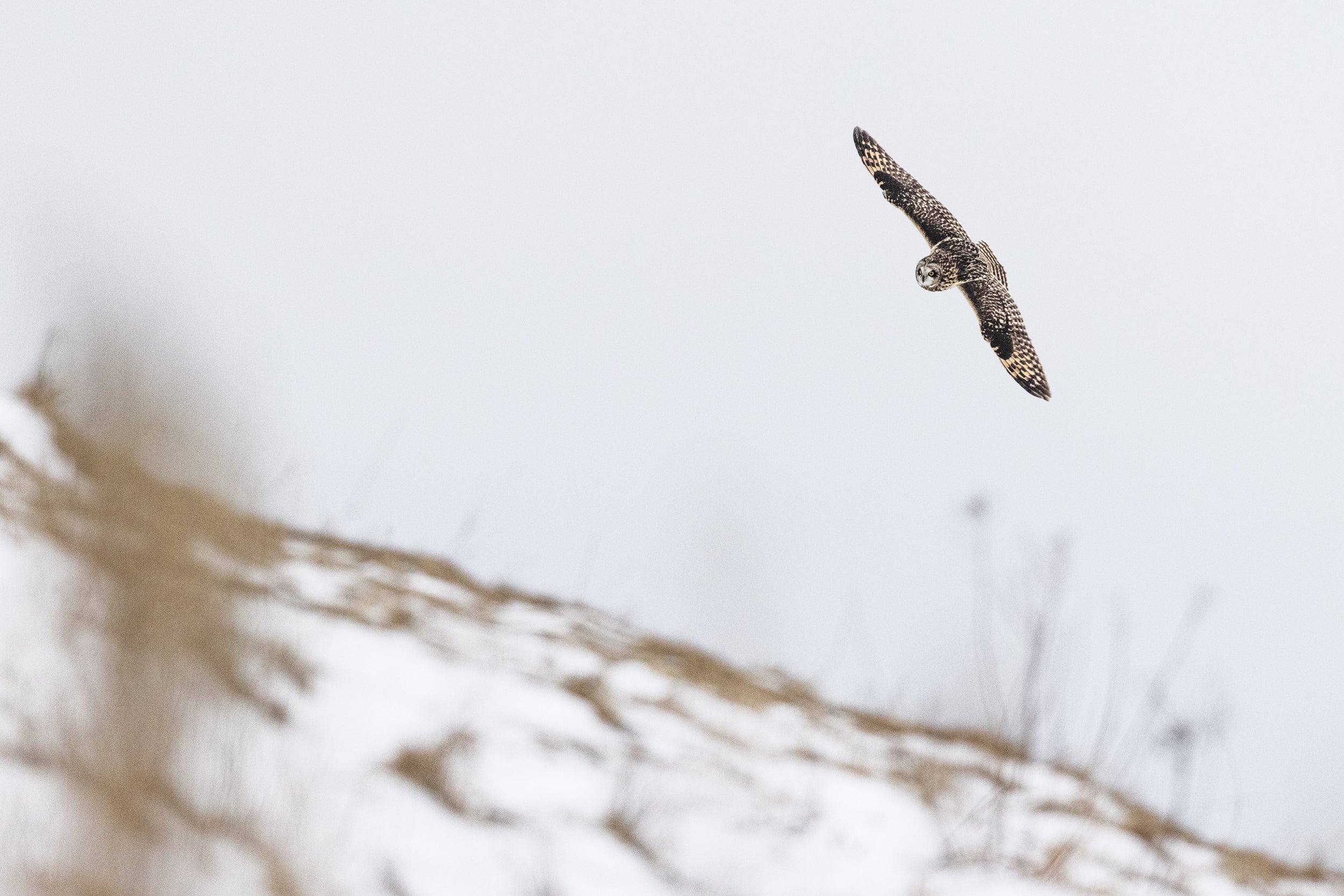 Short-eared Owl 015