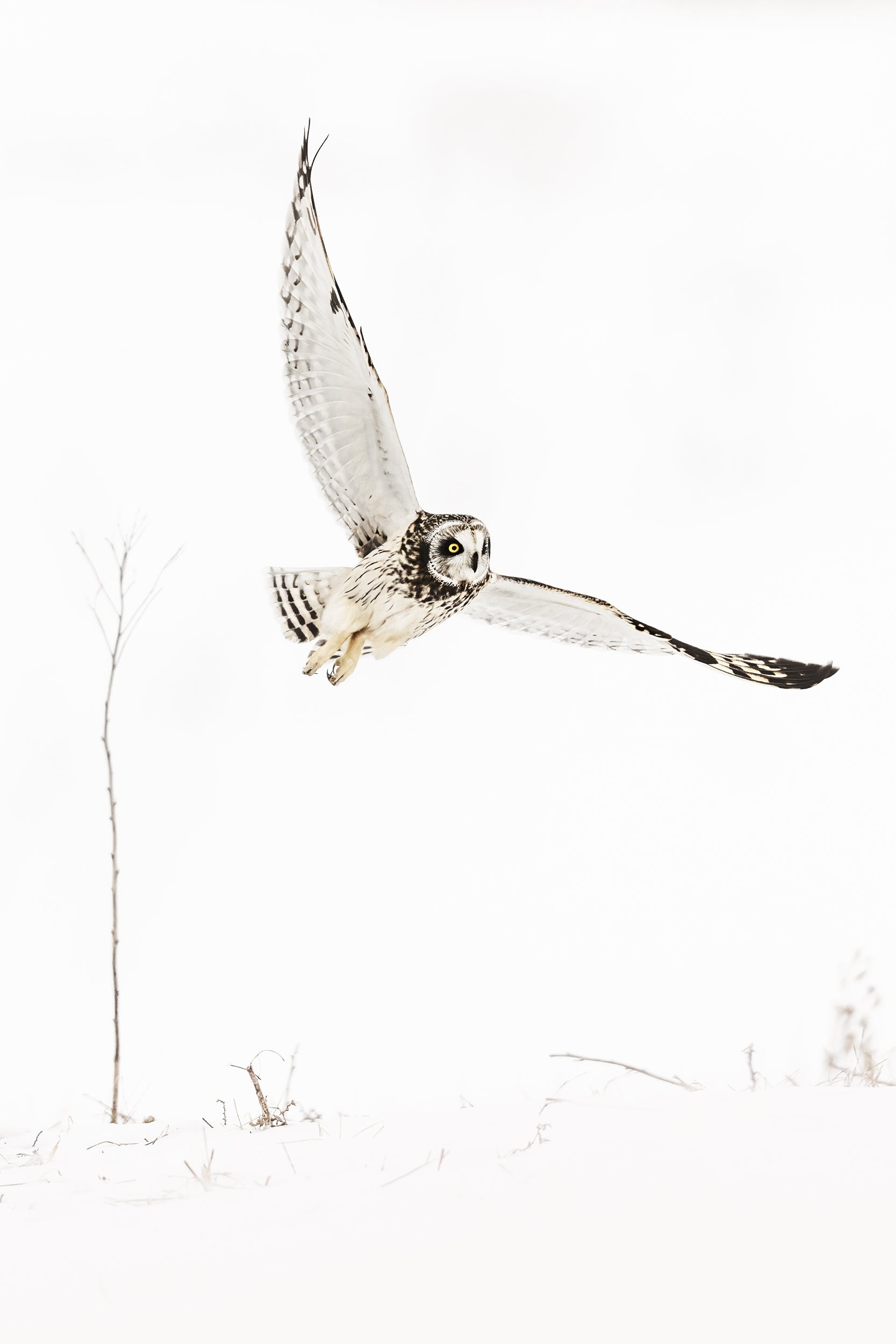 Short-eared Owl 017