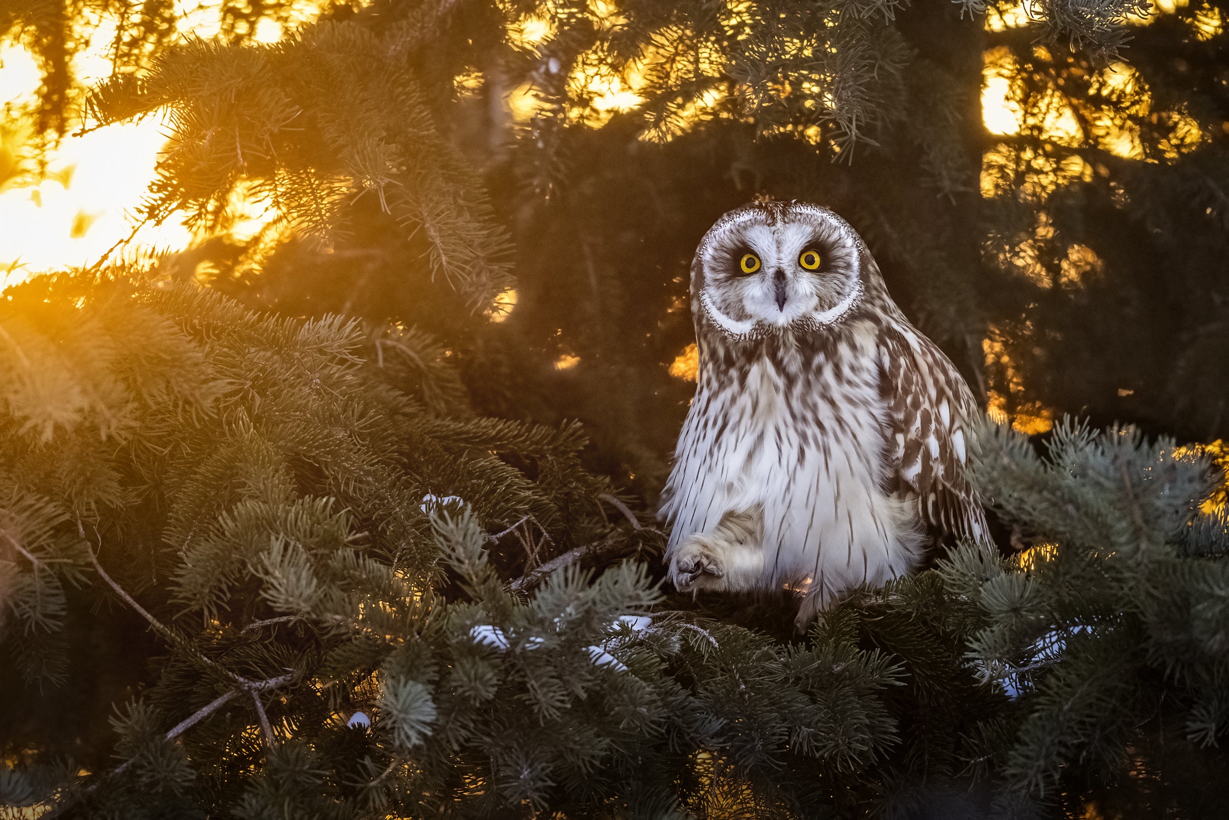 Short-eared Owl 002