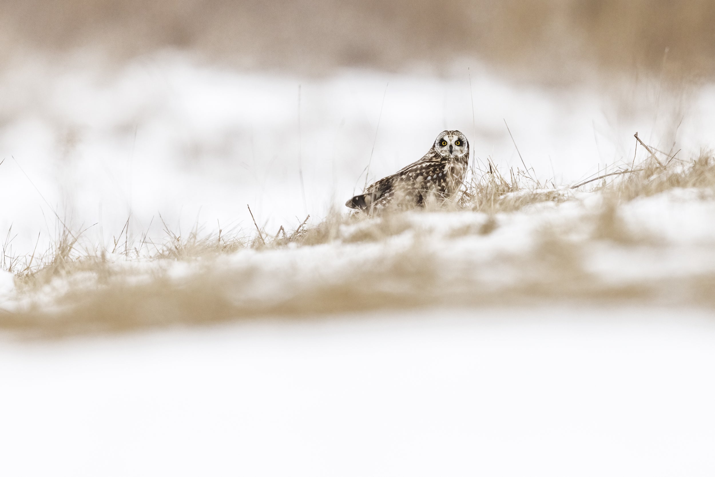 Short-eared Owl 021