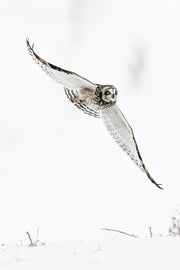 Short-eared Owl 022