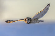 Short-eared Owl 024