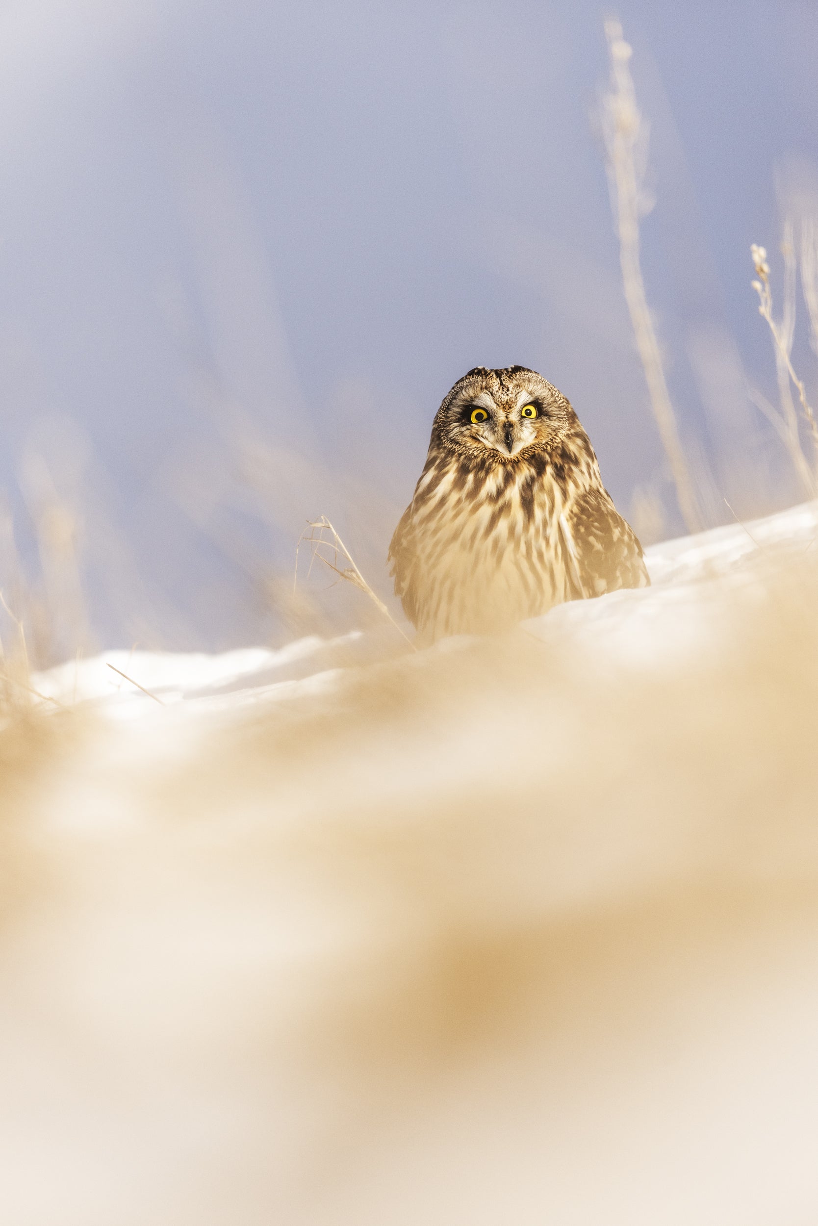 Short-eared Owl 026