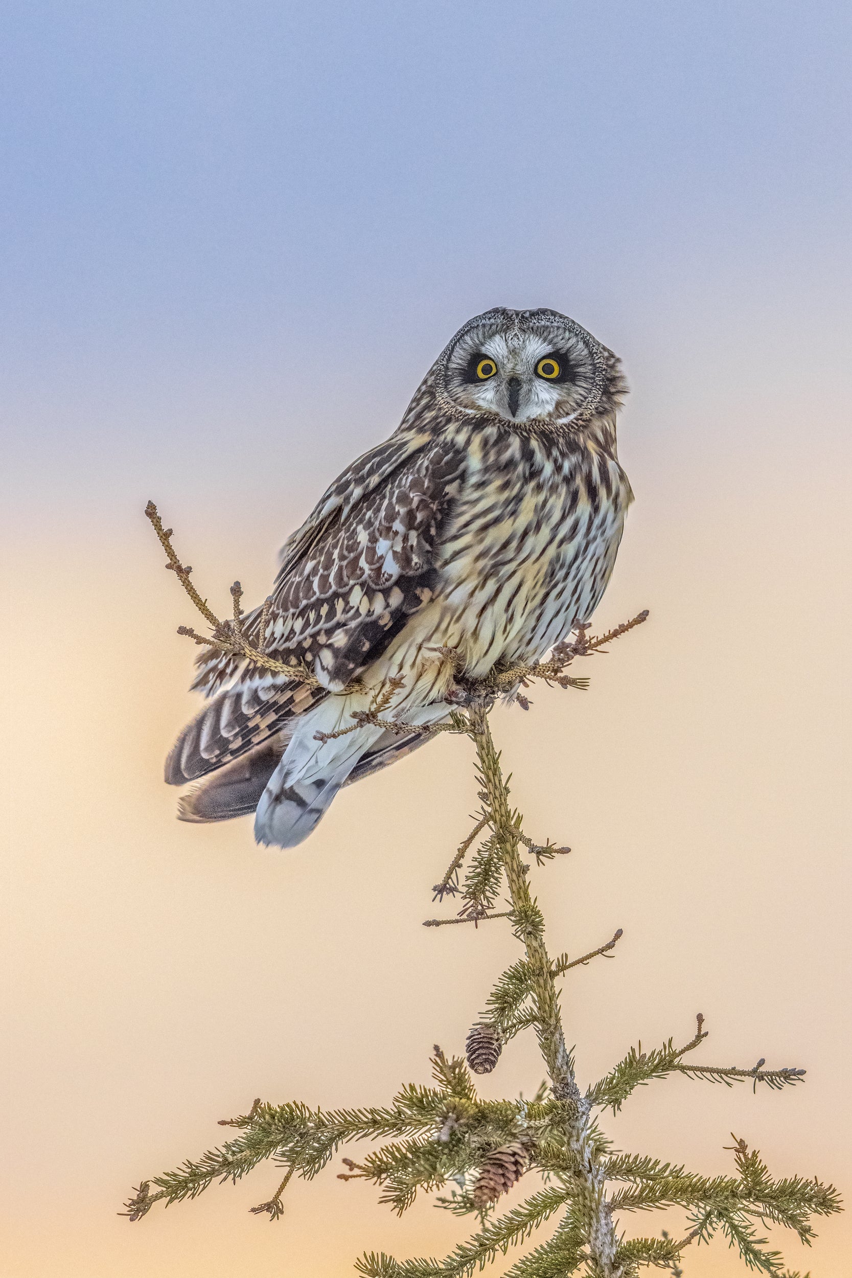 Short-eared Owl 003