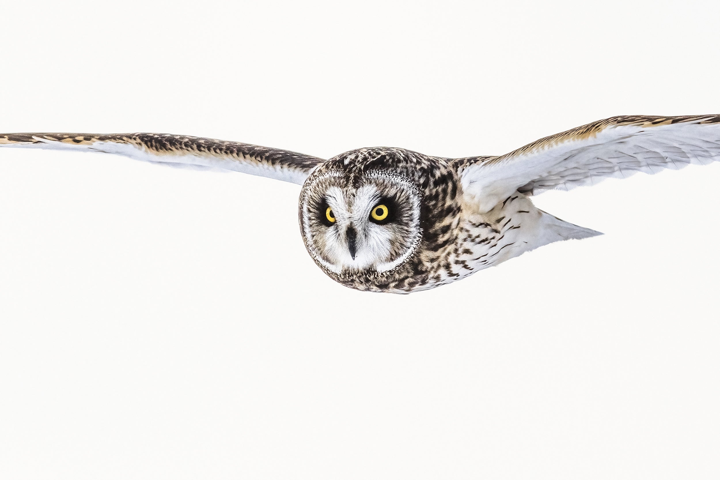 Short-eared Owl 033