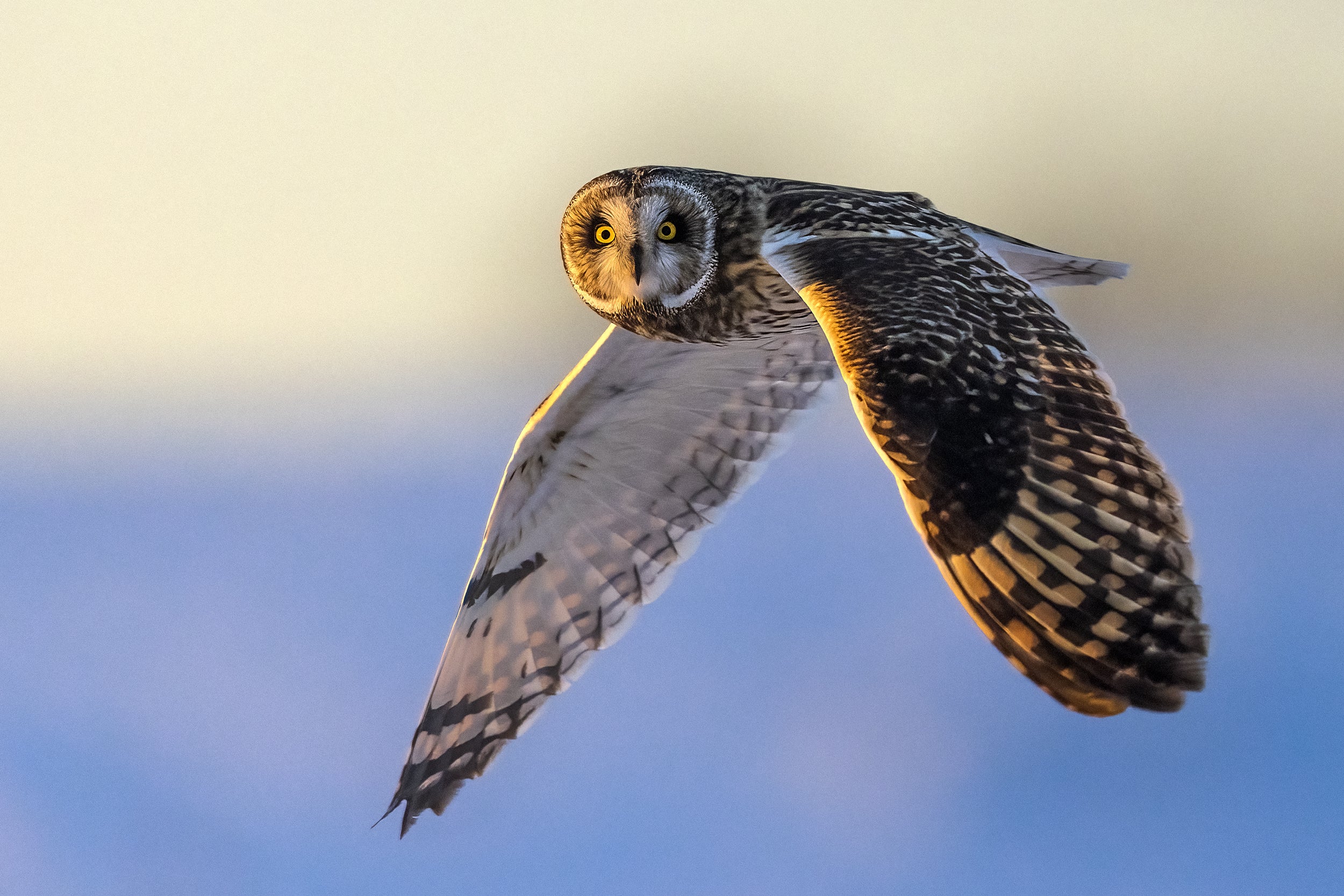 Short-eared Owl 034