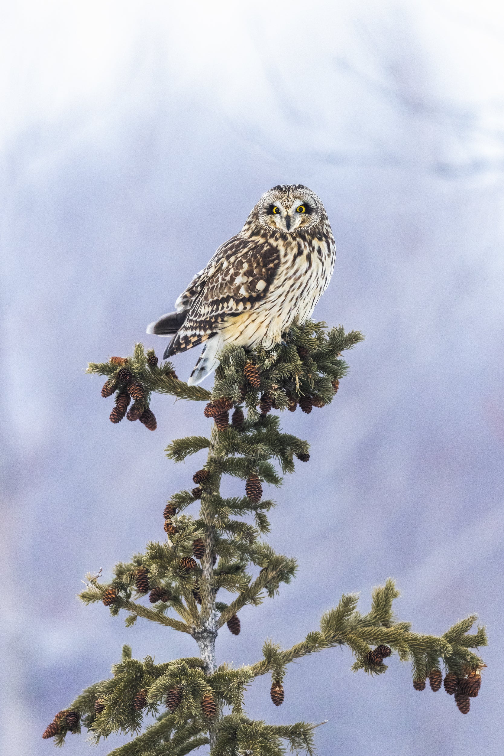 Short-eared Owl 005