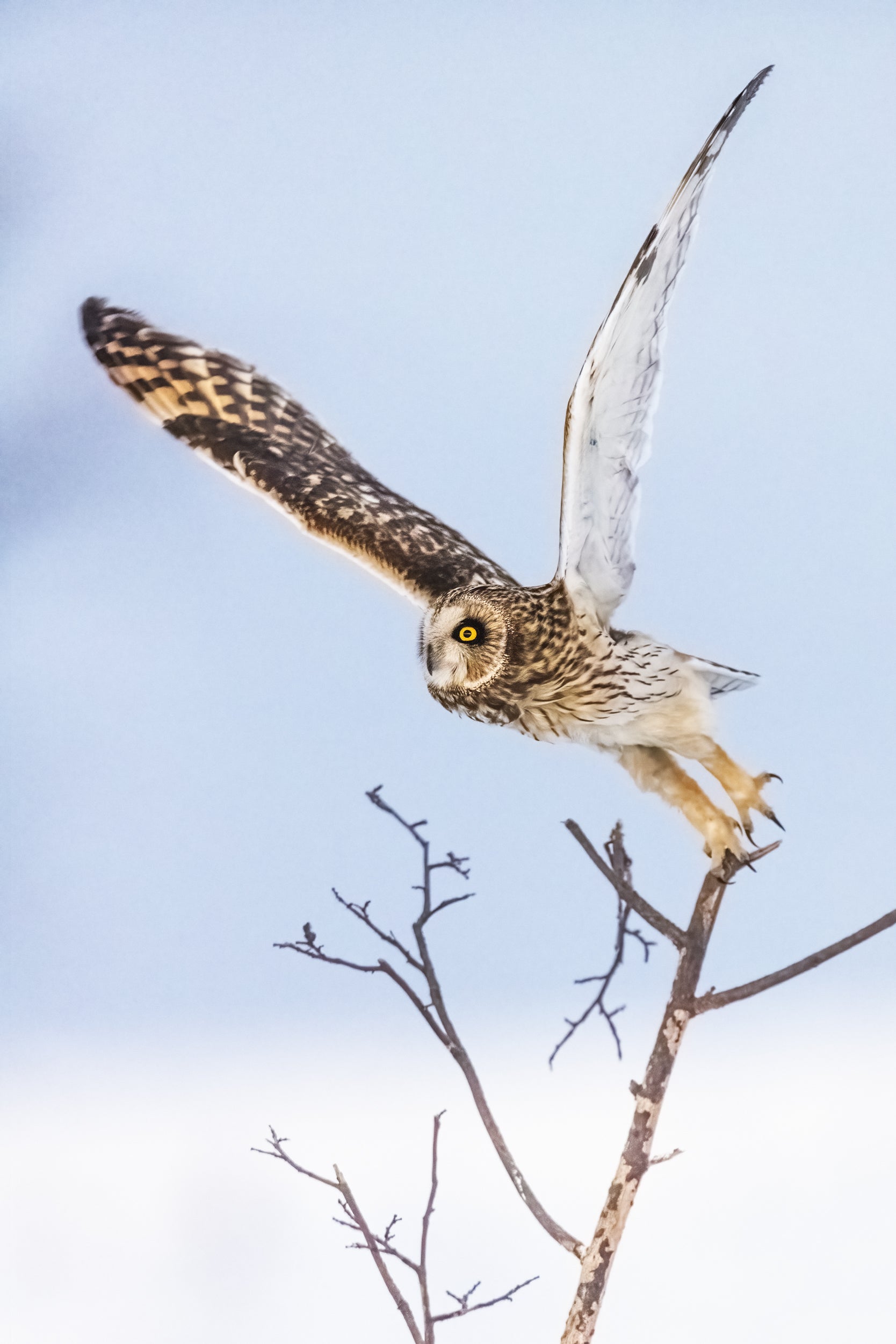 Short-eared Owl 006