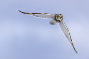 Short-eared Owl 007