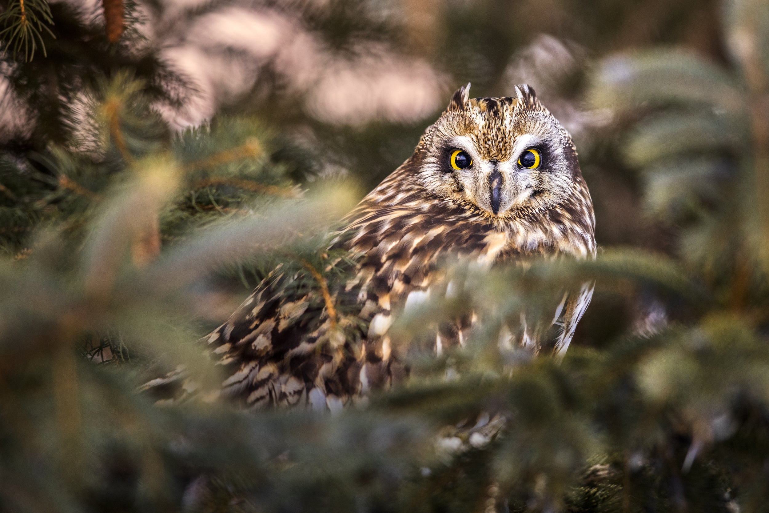 Short-eared Owl 009