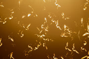 Hirondelle bicolore 001