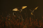 Hirondelle bicolore 009