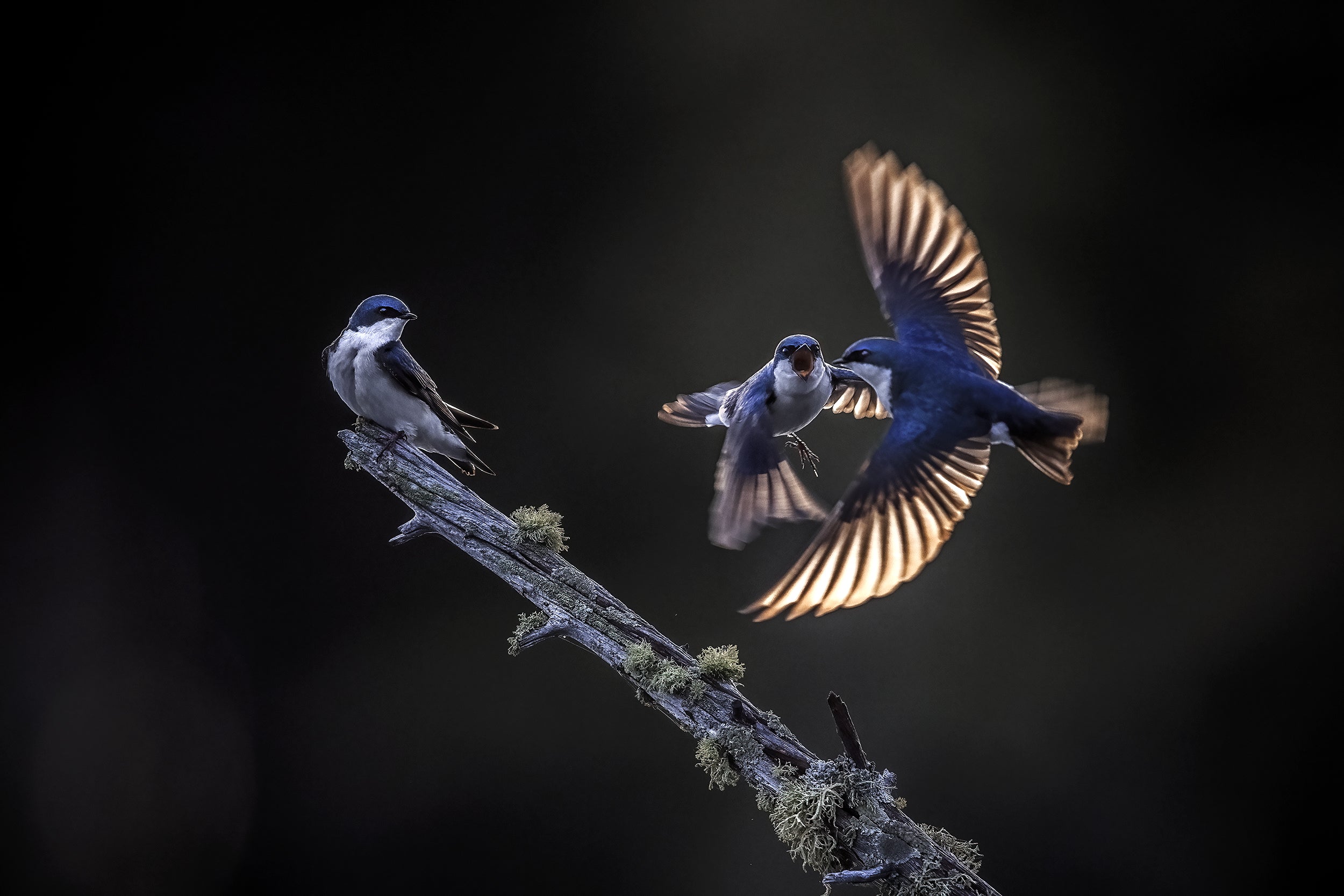 Hirondelle bicolore 014