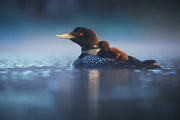 Common Loon 001