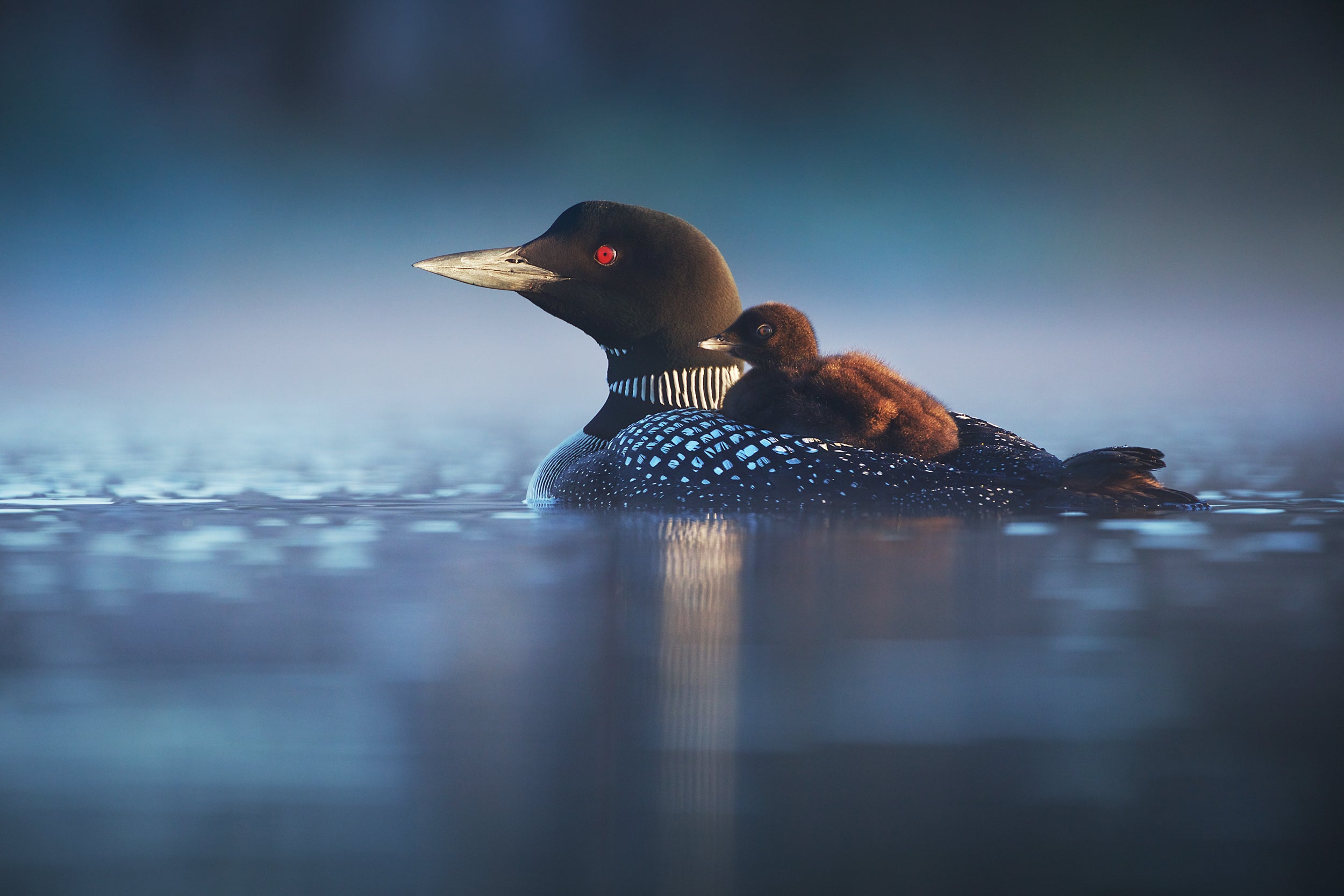 Common Loon 001
