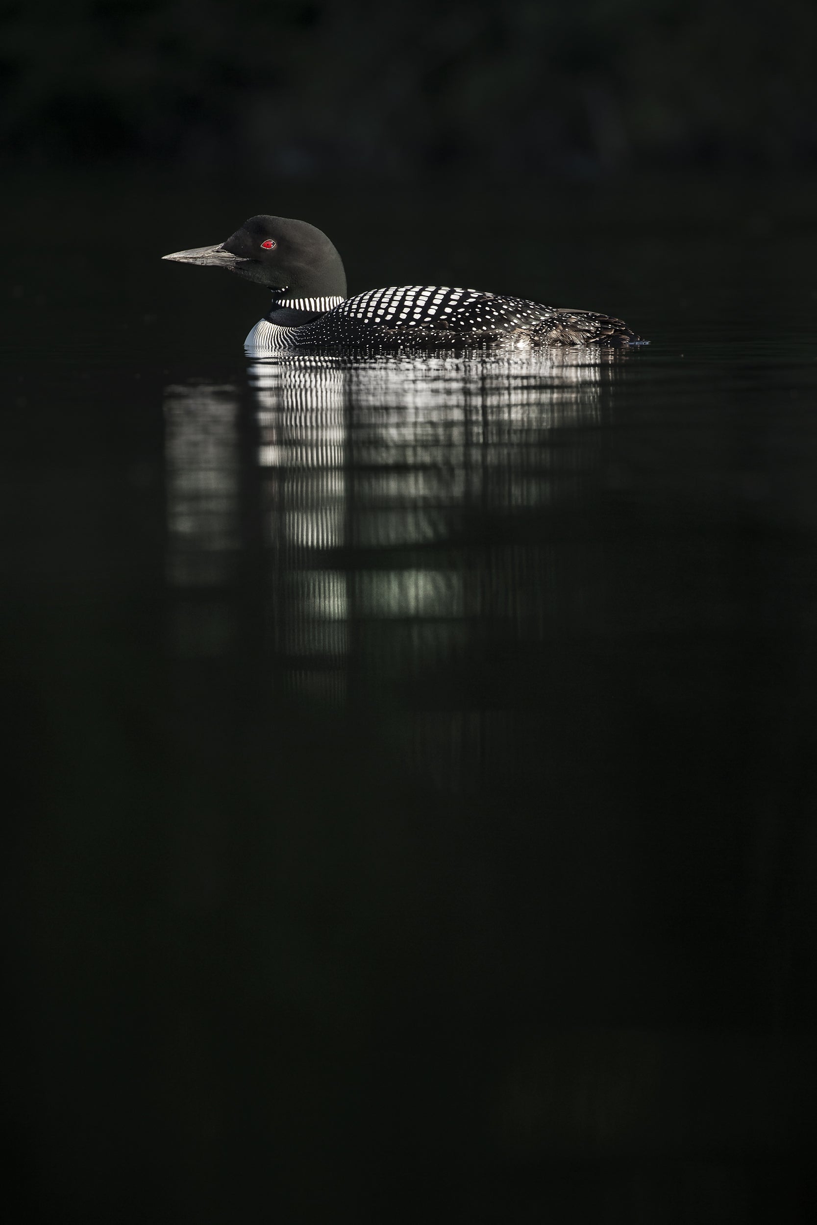 Common Loon 002