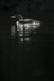 Common Loon 002