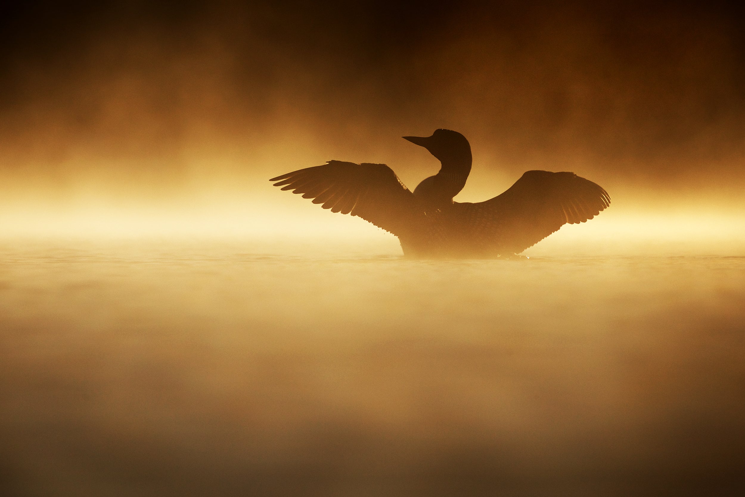 Common Loon 003