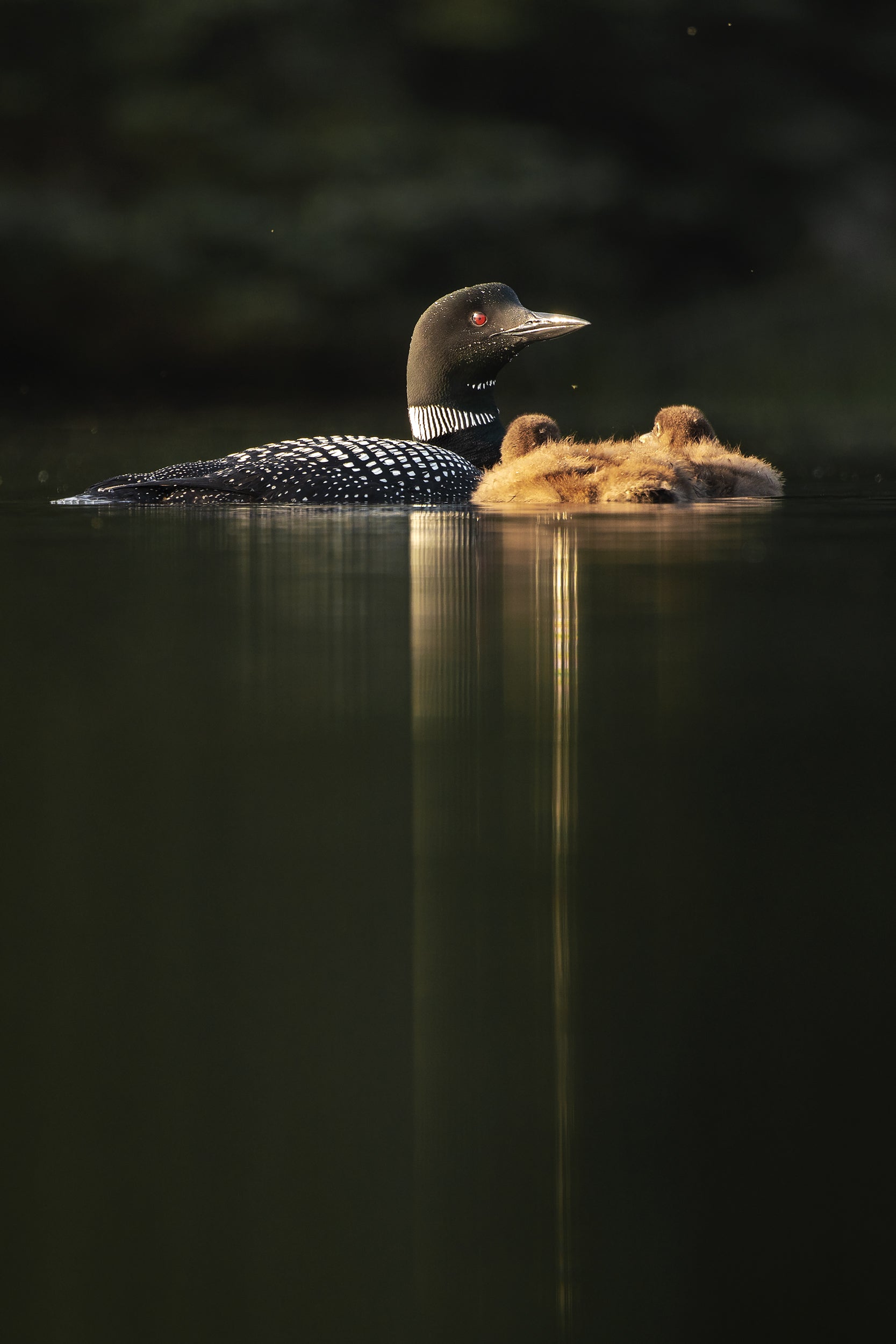 Common Loon 004