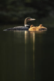 Common Loon 004