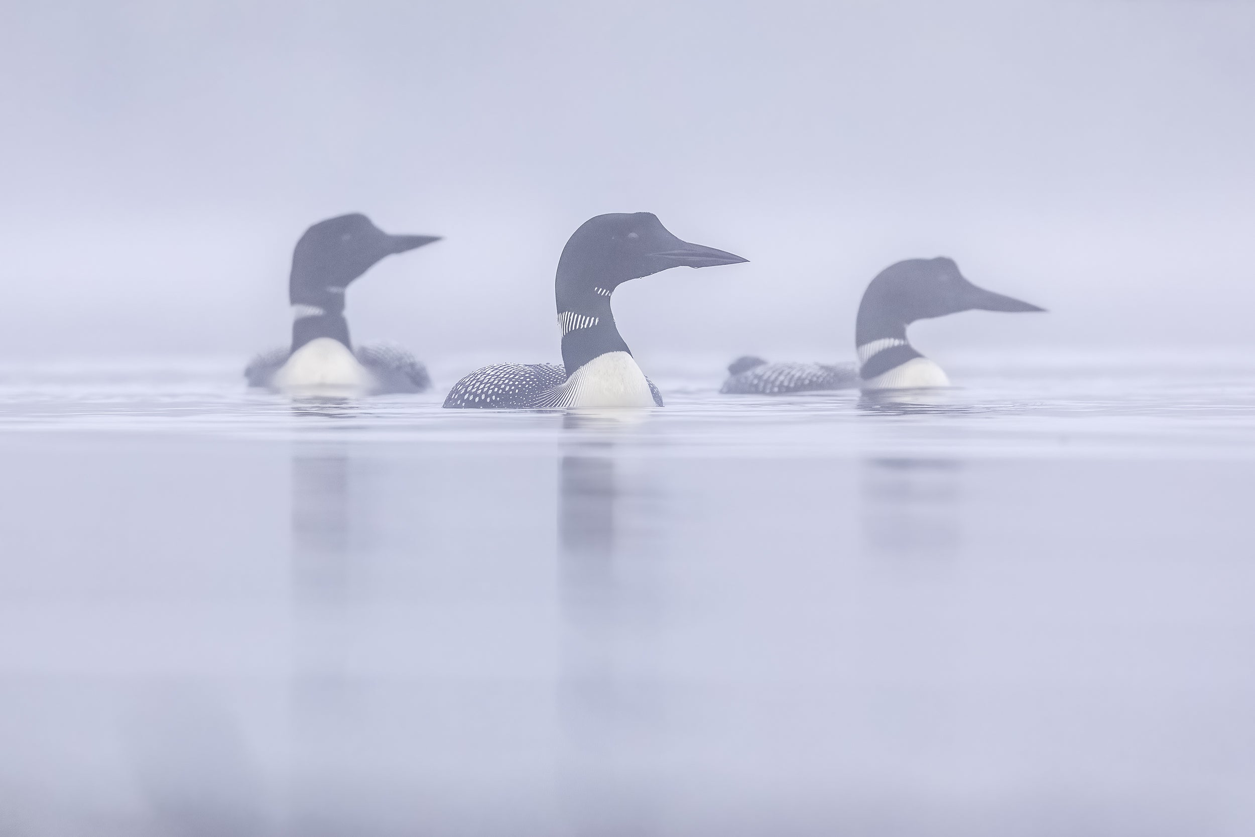 Common Loon 005