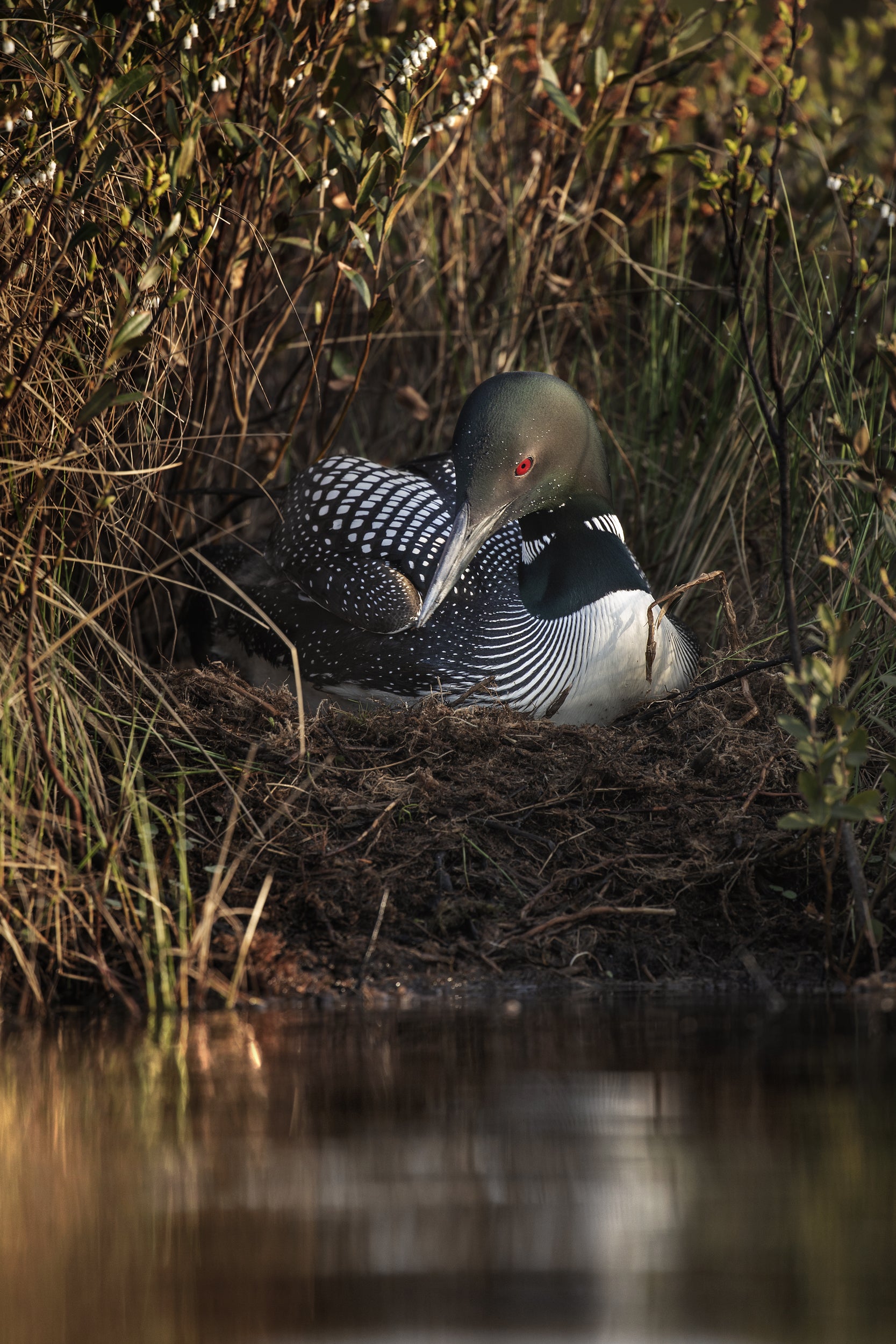 Common Loon 006