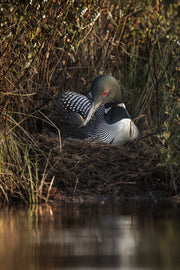 Common Loon 006