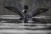 Common Loon 007