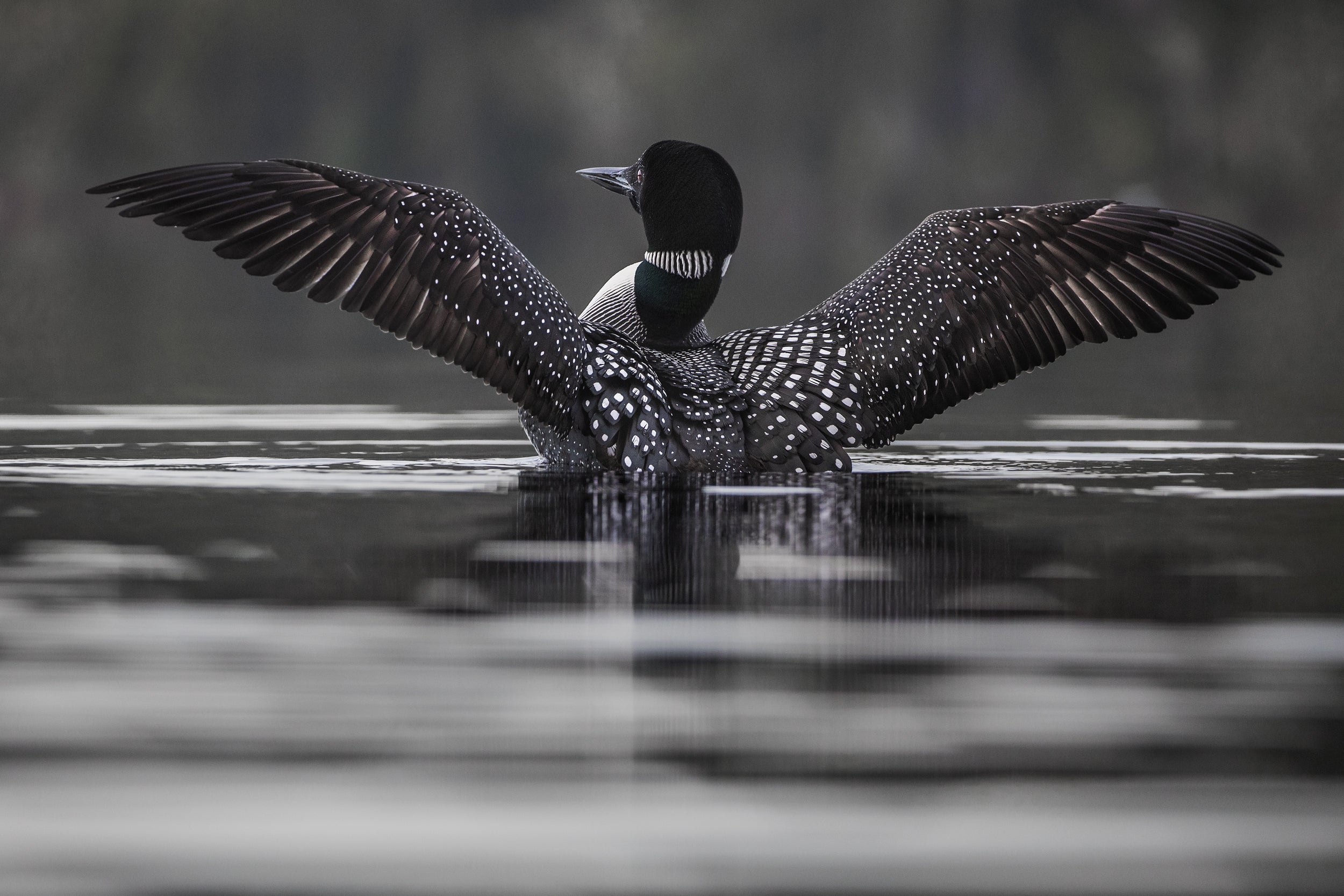 Common Loon 007